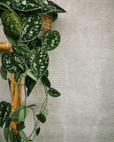 333235 Unify Texture Animal Skin Leather Wallpaper 