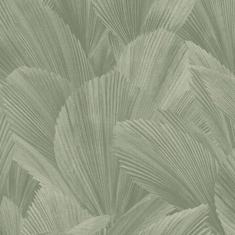 340125 Gildedr Licuala Wallpaper 