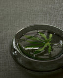 340315 Sensory Tortoise Wallpaper 