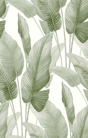 AG60004 Mantra Baby Lettuce Wallpaper