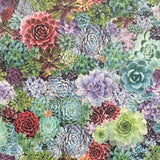 AH259402 Rhea Multicolor Succulents Wallpaper