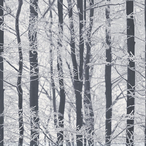 AH670200 Frosted Silver Winter Grove Wallpaper