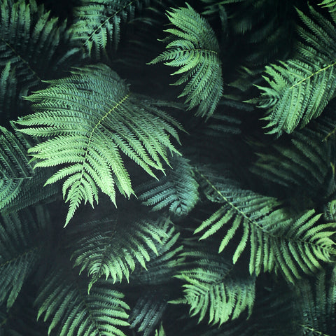 AH907601 Winona Green Ferns Wallpaper