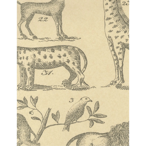 AMW10001.1611 Ark Parchment Wallpaper 