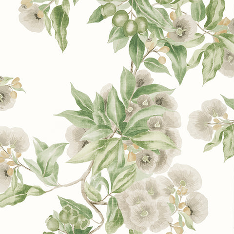 AT24551 Camellia Garden Spring on White Wallpaper