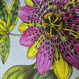 BL1701 Multicolor blue Jungle Tropical flower rainforest leaves frogs lizards Wallpaper