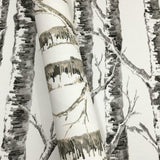 BW3901 Paper Birch Wallpaper