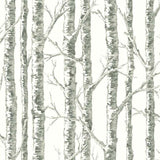 BW3901 Paper Birch Wallpaper