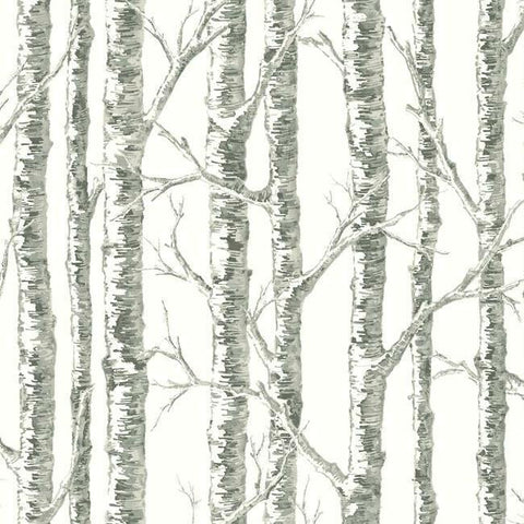 BW3901 Paper Birch Wallpaper