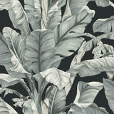 BW3971 Banana Leaf Wallpaper