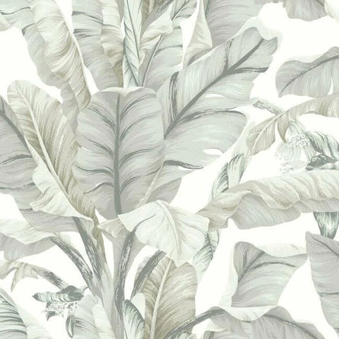 BW3972 Banana Leaf Wallpaper