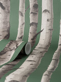 FD43292 Chester Dark Green Birch Trees Wallpaper