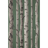 FD43292 Chester Dark Green Birch Trees Wallpaper
