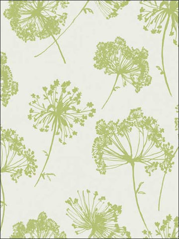 JB21804 Ladies Lace Celery Green Wallpaper