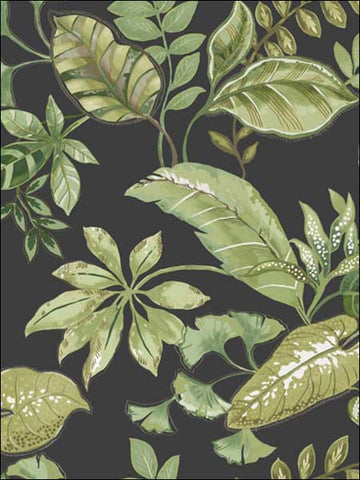 JB21900 Tropical Leaf Black Wallpaper