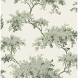 M1674 Ashdown Sage Tree Wallpaper