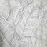 Z30301 Tropical banana palm Leaves ivory off white Cream botanical textured wallpaper