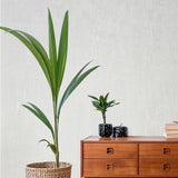 Z76028 Embossed off white cream faux concrete plaster textured contemporary wallpaper
