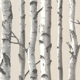 2532-20418 MODERN IRVIN GREY BIRCH TREE Wallpaper